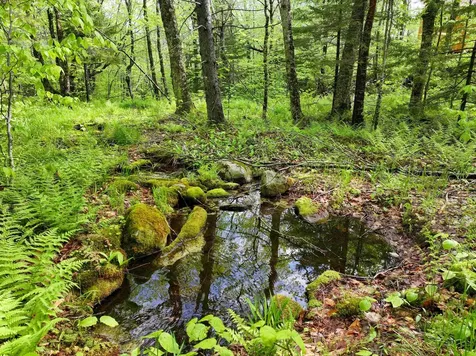 564 Eagles Nest Road Ripton VT 05766