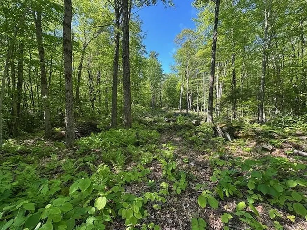 0 Tigola Trail Stoddard NH 03464