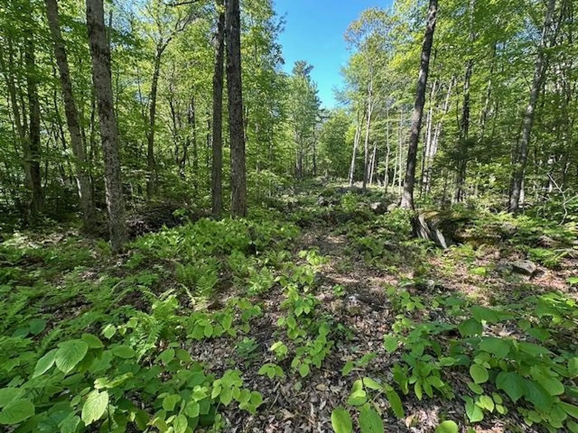 0 Tigola Trail Stoddard NH 03464