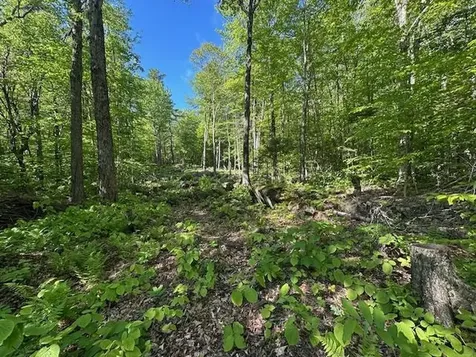 0 Tiogla Trail Stoddard NH 03464
