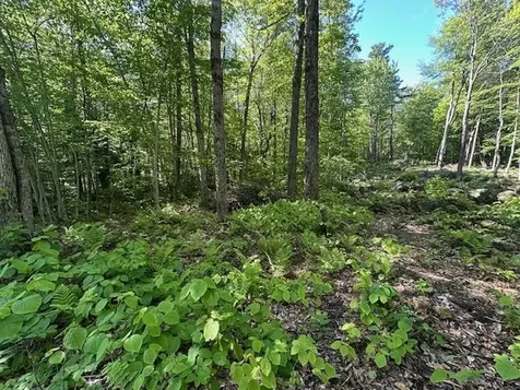 0 Tiogla Trail Stoddard NH 03464