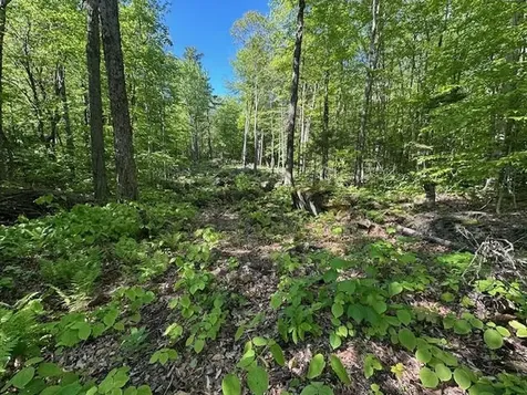 0 Tiogla Trail Stoddard NH 03464