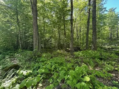 0 Tiogla Trail Stoddard NH 03464
