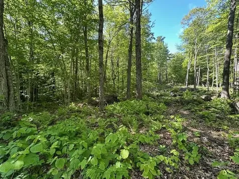 0 Tiogla Trail Stoddard NH 03464