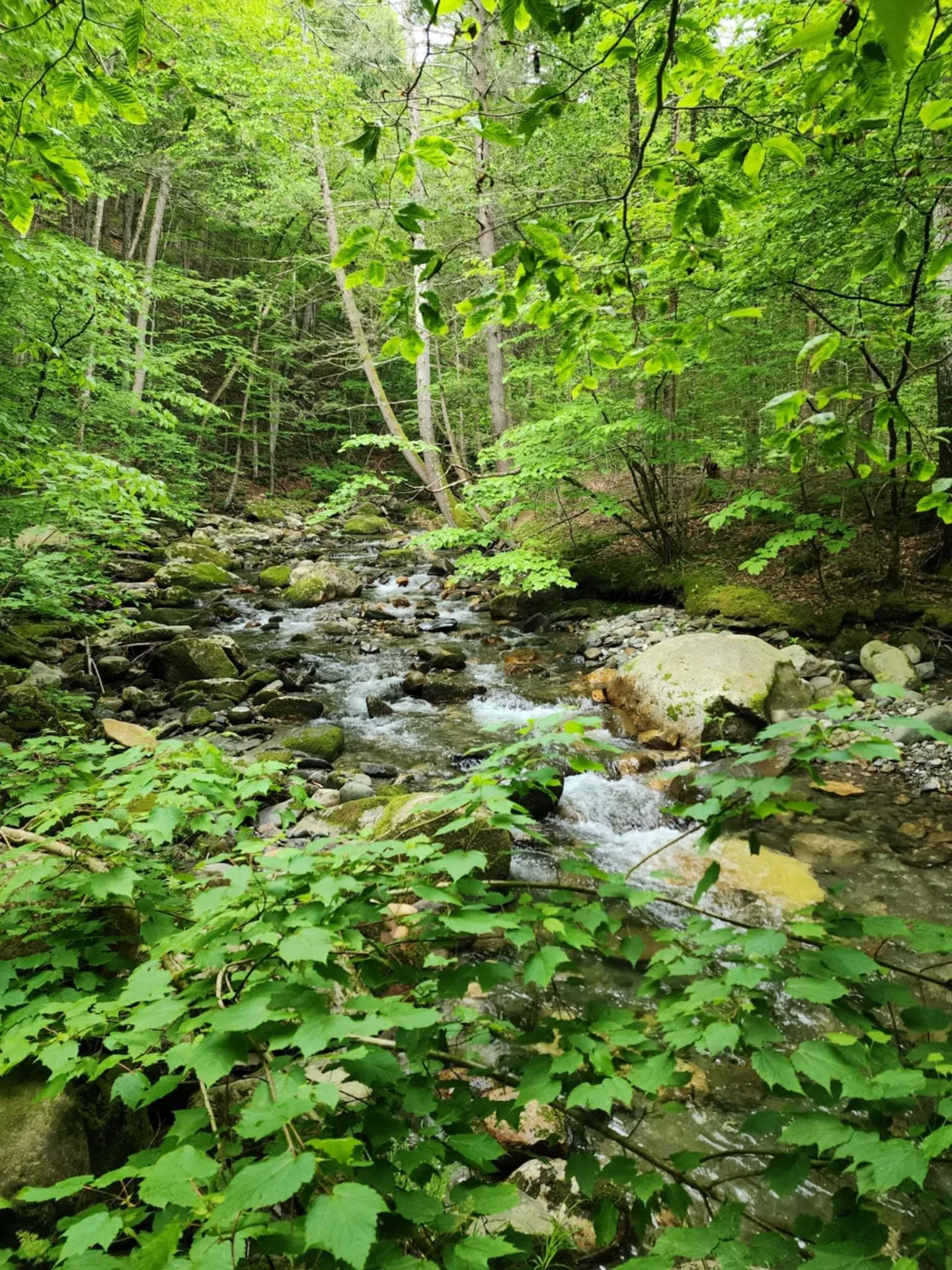 183 Bear Hill Road Dummerston VT 05301