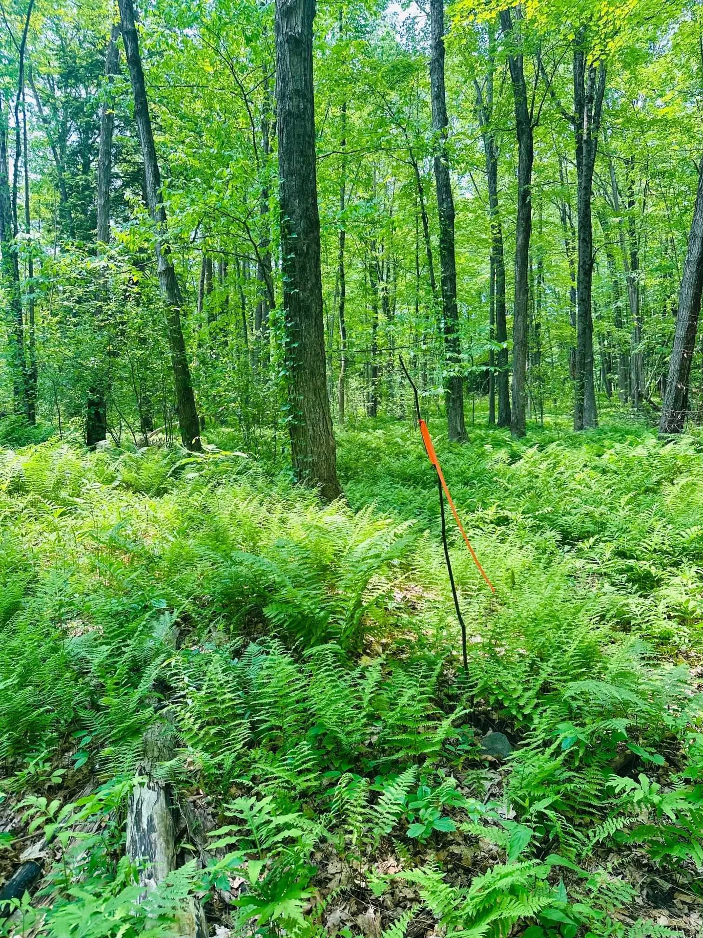 123 Route 5 Westminster VT 05158