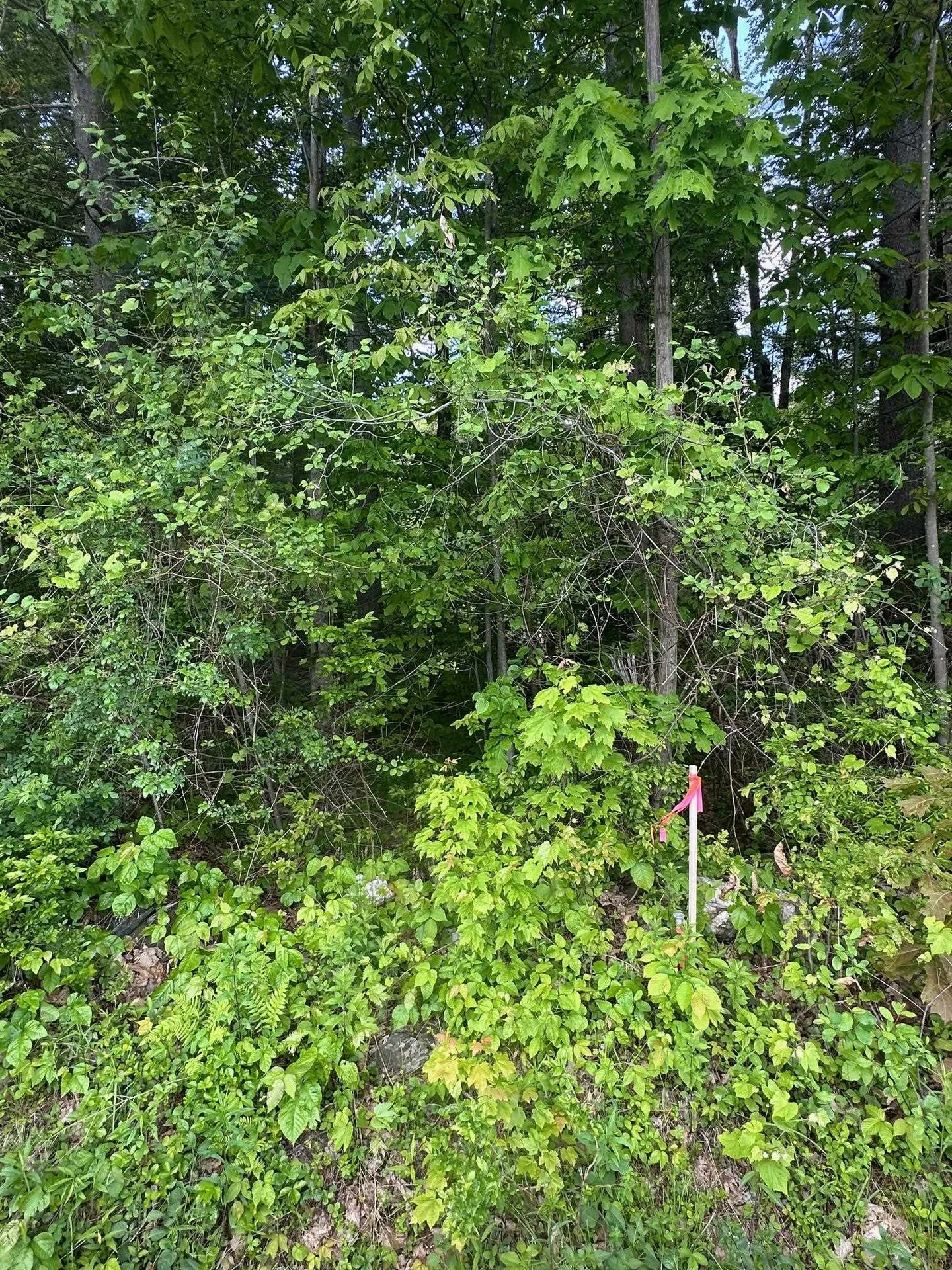 123 Route 5 Westminster VT 05158