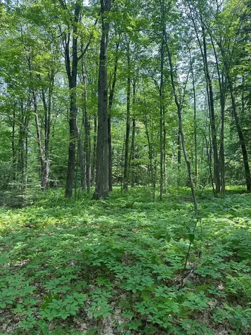 123 Route 5 Westminster VT 05158