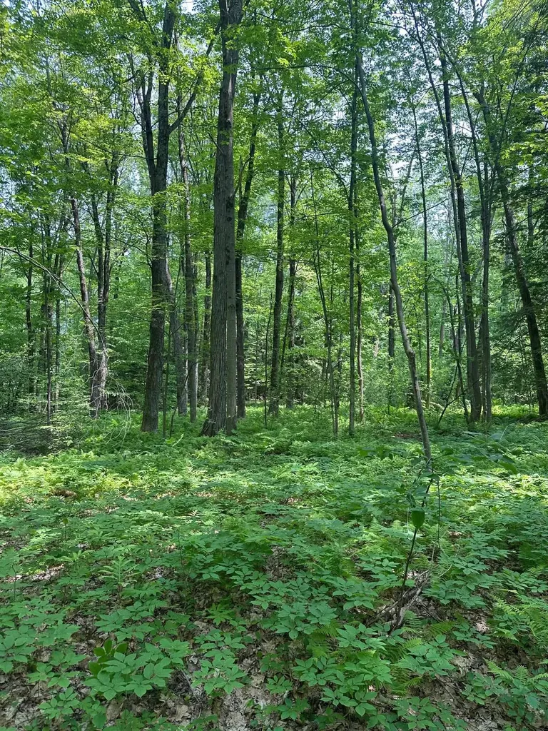 123 Route 5 Westminster VT 05158