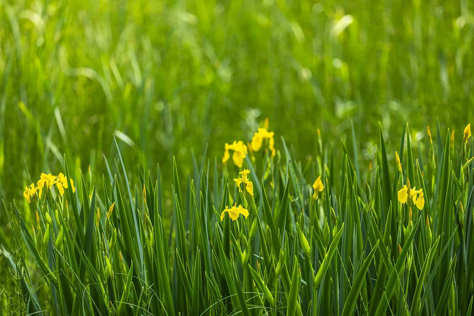 100 Pomfret Road Woodstock VT 05091