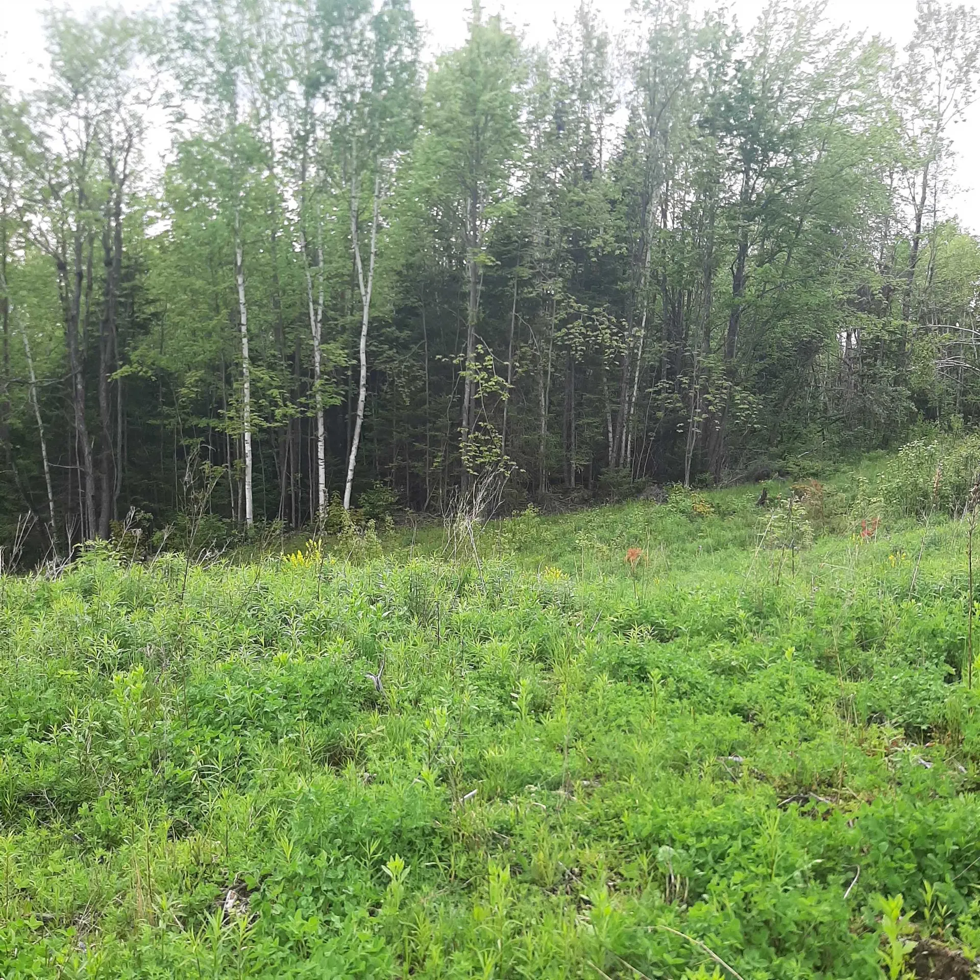 Lot 16 Oakes Road Columbia NH 03576