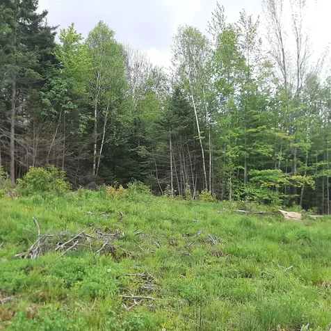 Lot 16 Oakes Road Columbia NH 03576