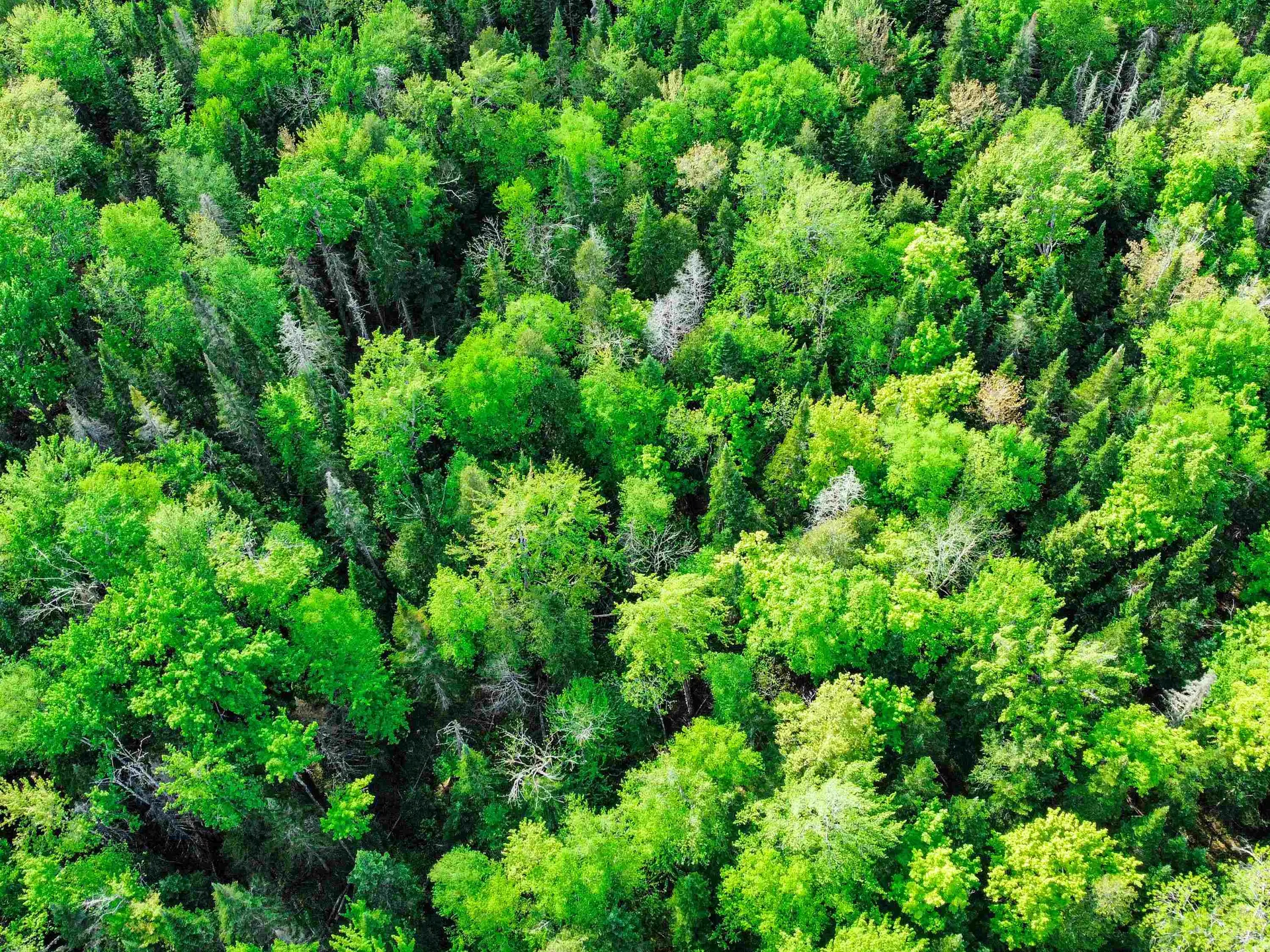 0 Tousant Hill Road Stannard VT 05842