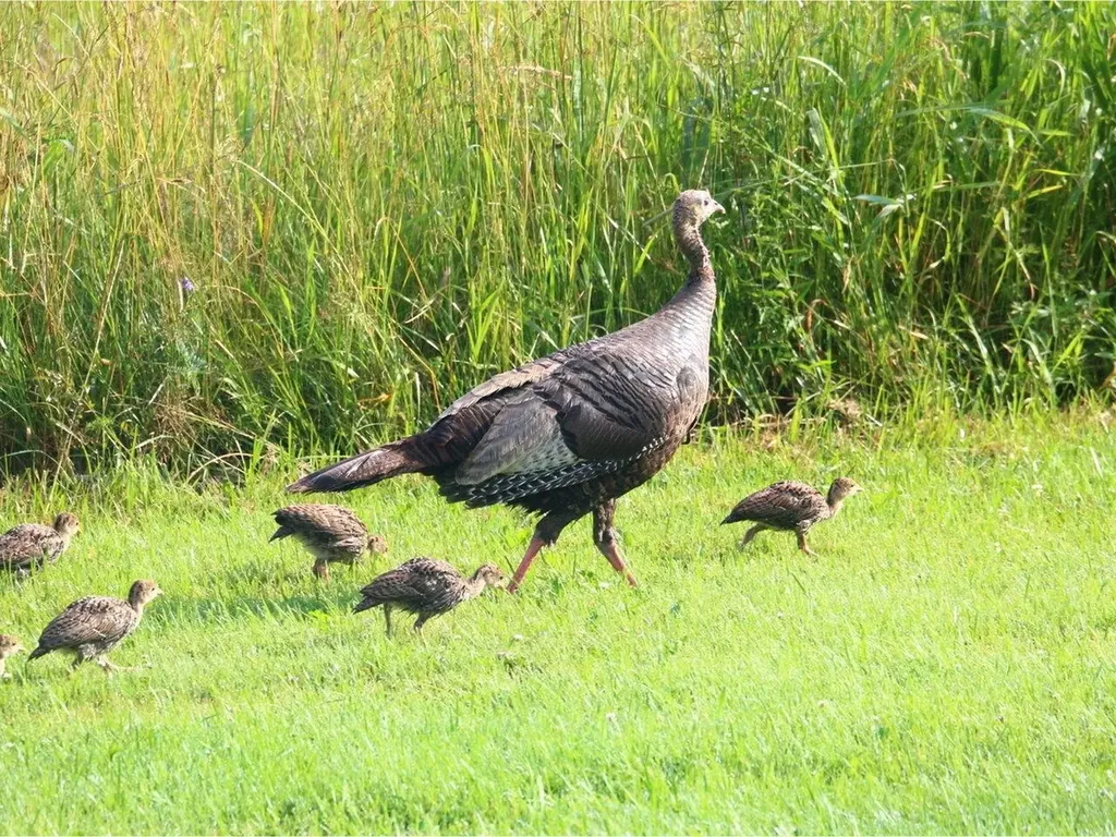320 Woods Hollow Road Westford VT 05494