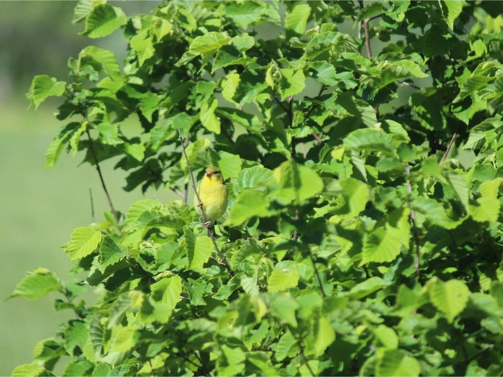 320 Woods Hollow Road Westford VT 05494