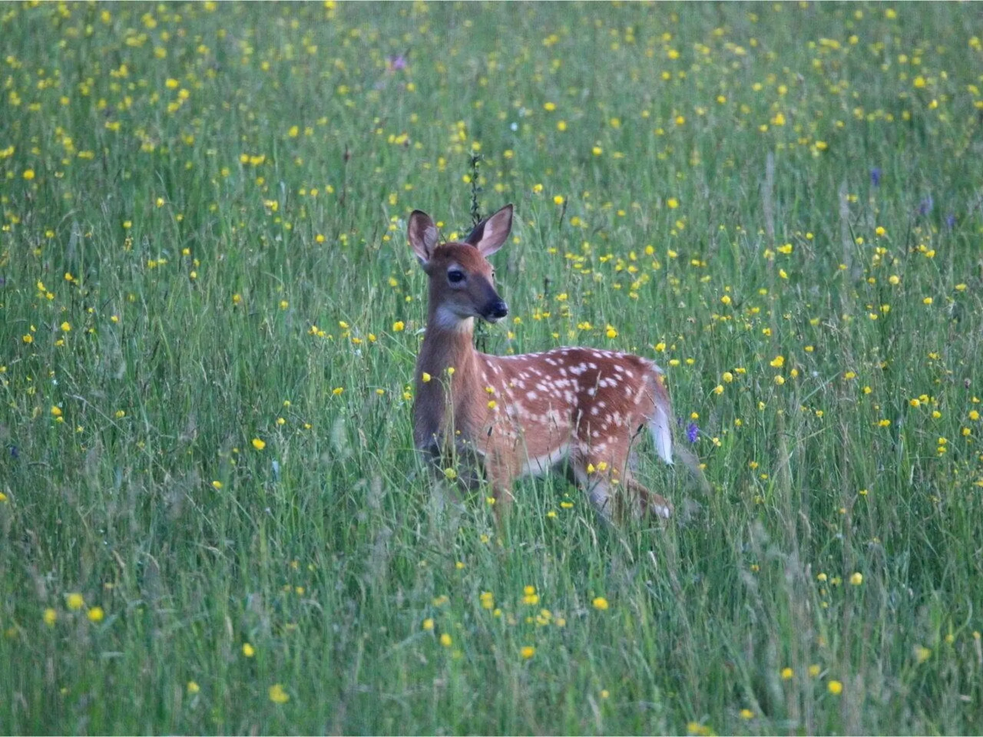 320 Woods Hollow Road Westford VT 05494