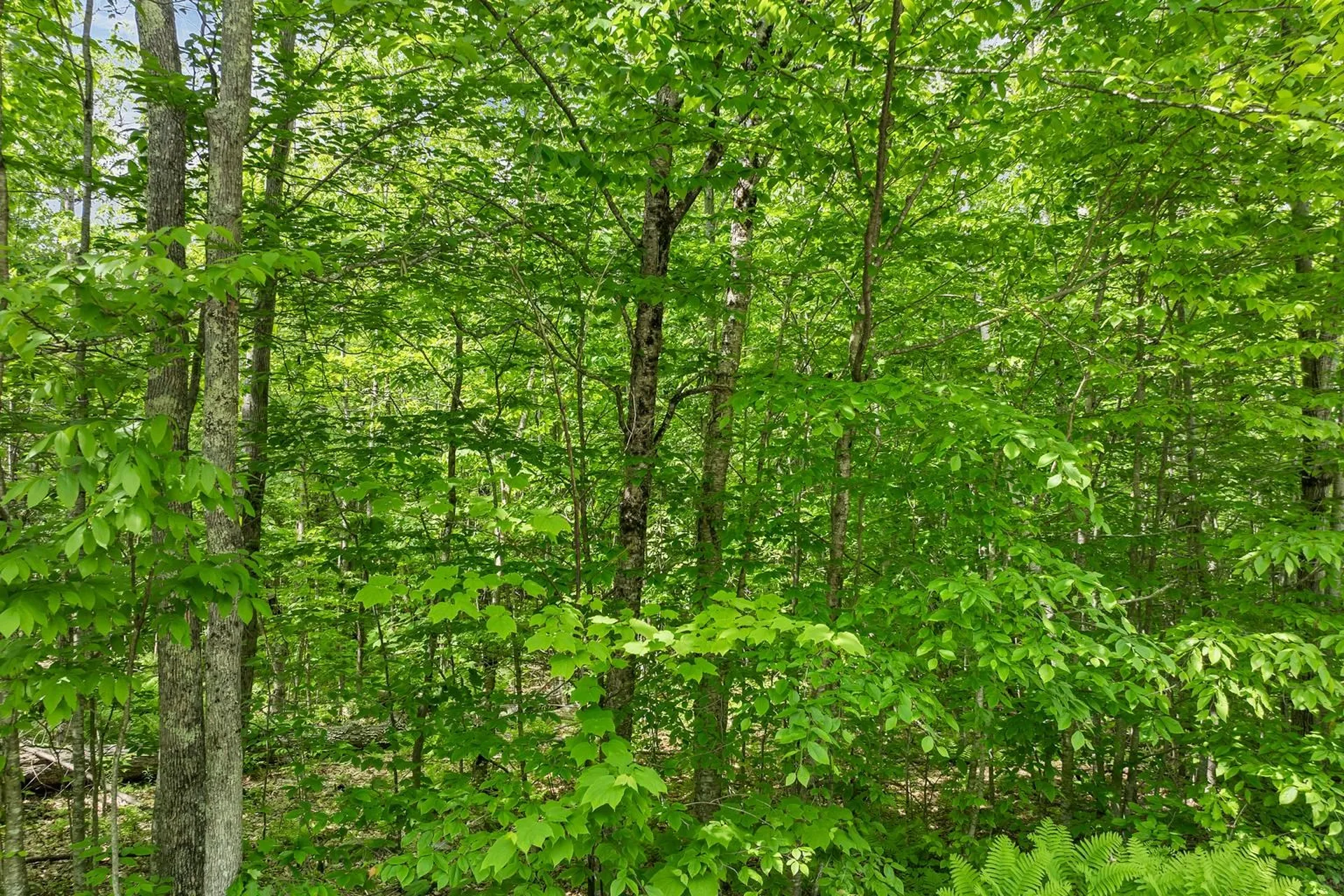 00 Old Mountain Road Moultonborough NH 03254