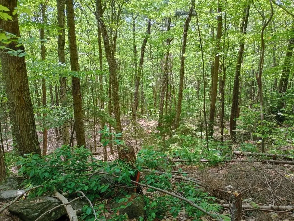 Blueberry Hill Road Grafton NH 03240