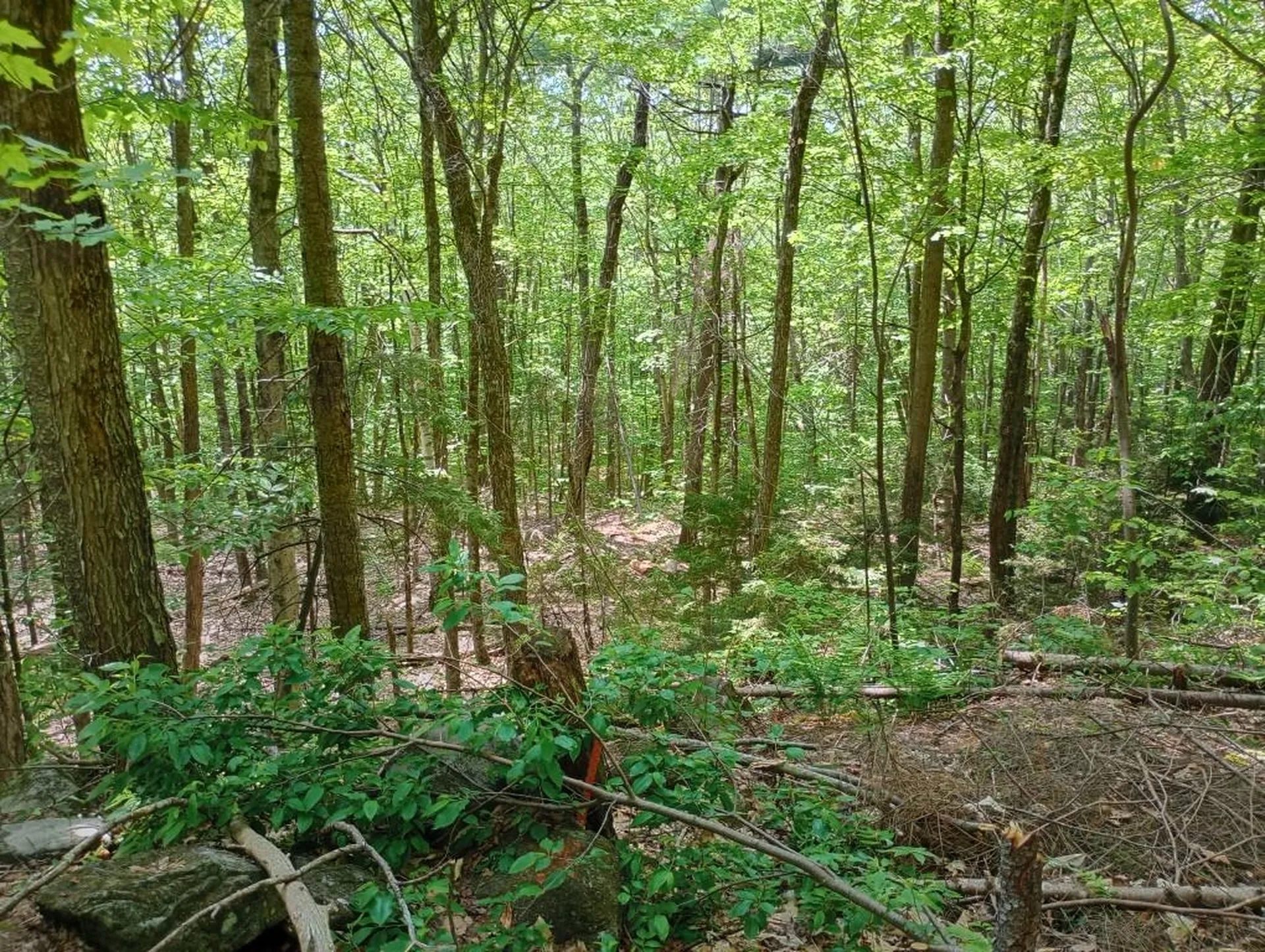 Blueberry Hill Road Grafton NH 03240