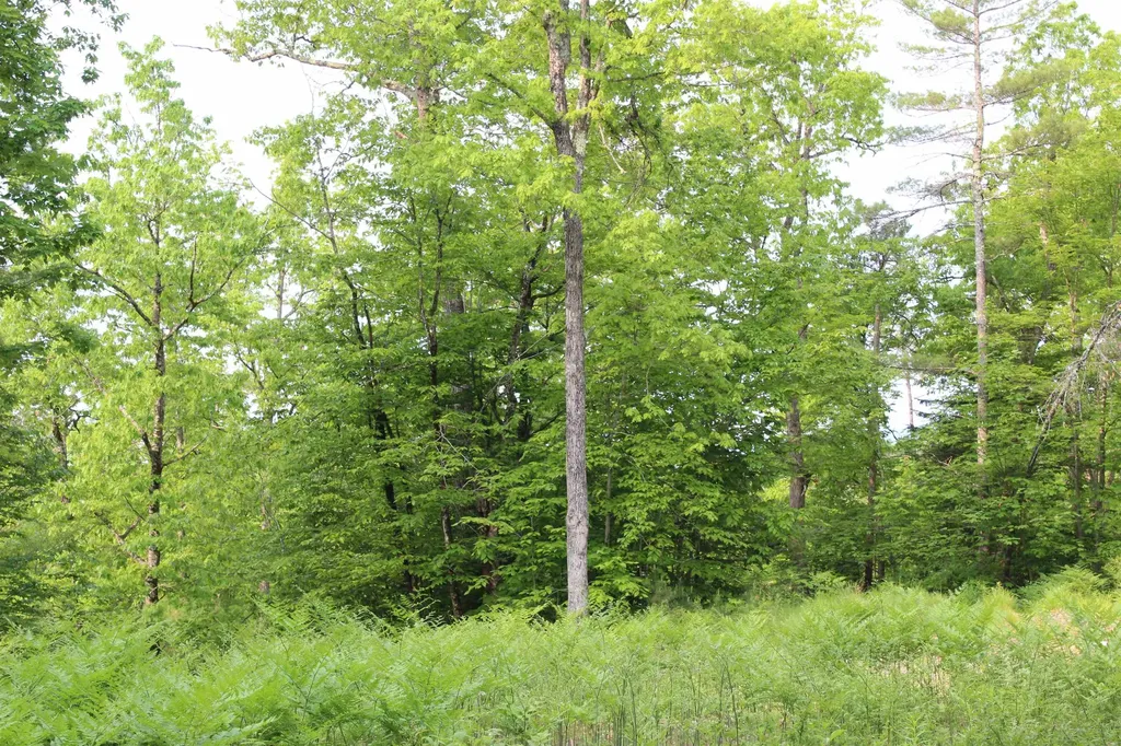 0 Eaton Road Freedom NH 03836