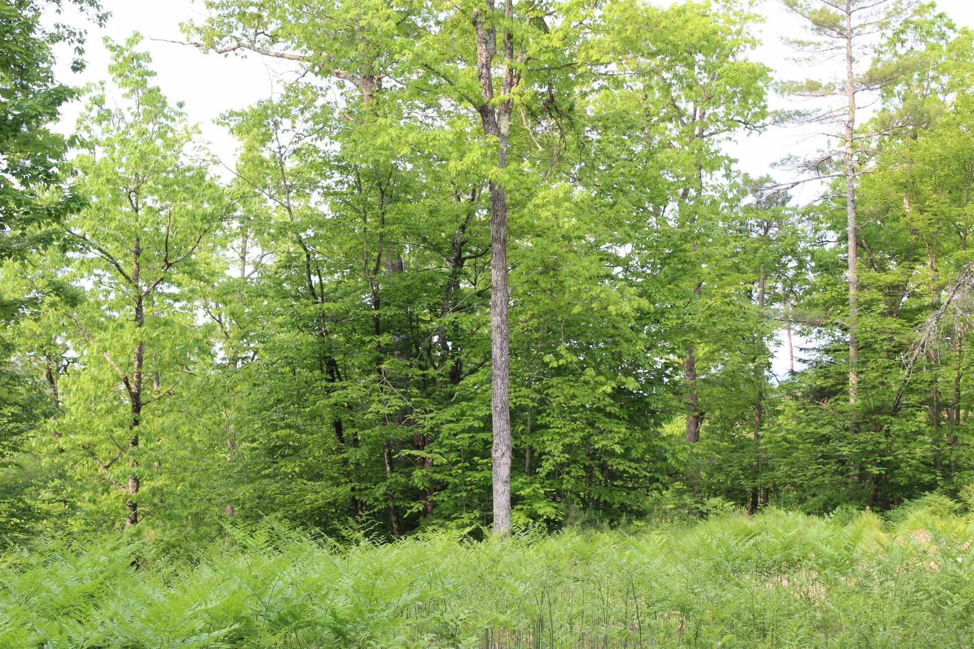 0 Eaton Road Freedom NH 03836