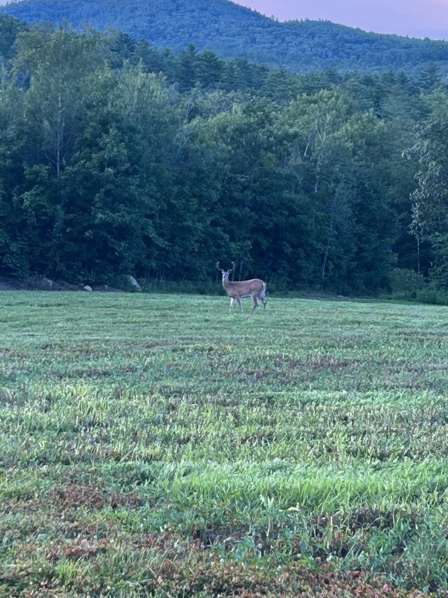 Map 7 Lot 1, 298 Battle Street Webster NH 03303