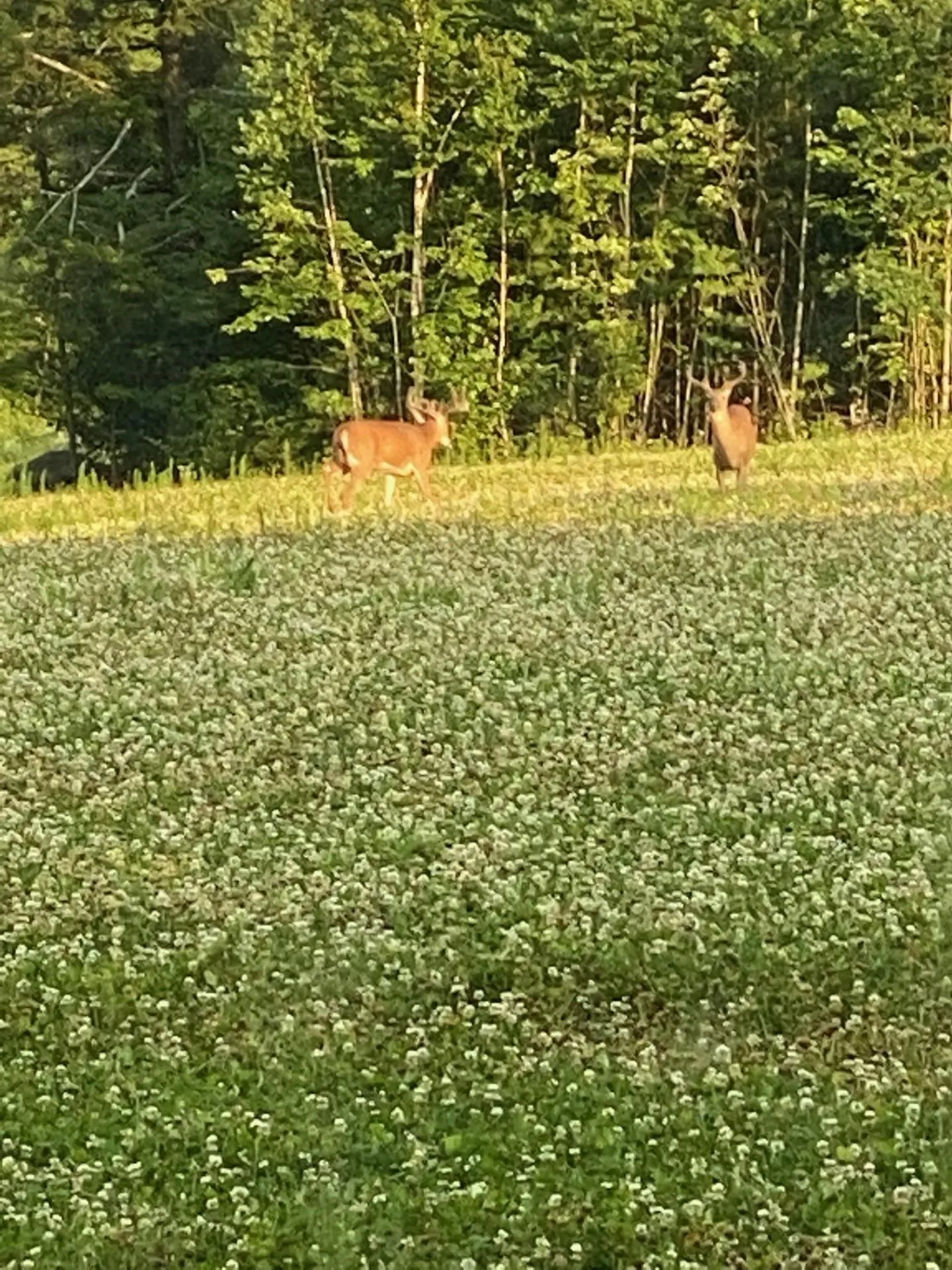 Map 7 Lot 1, 298 Battle Street Webster NH 03303