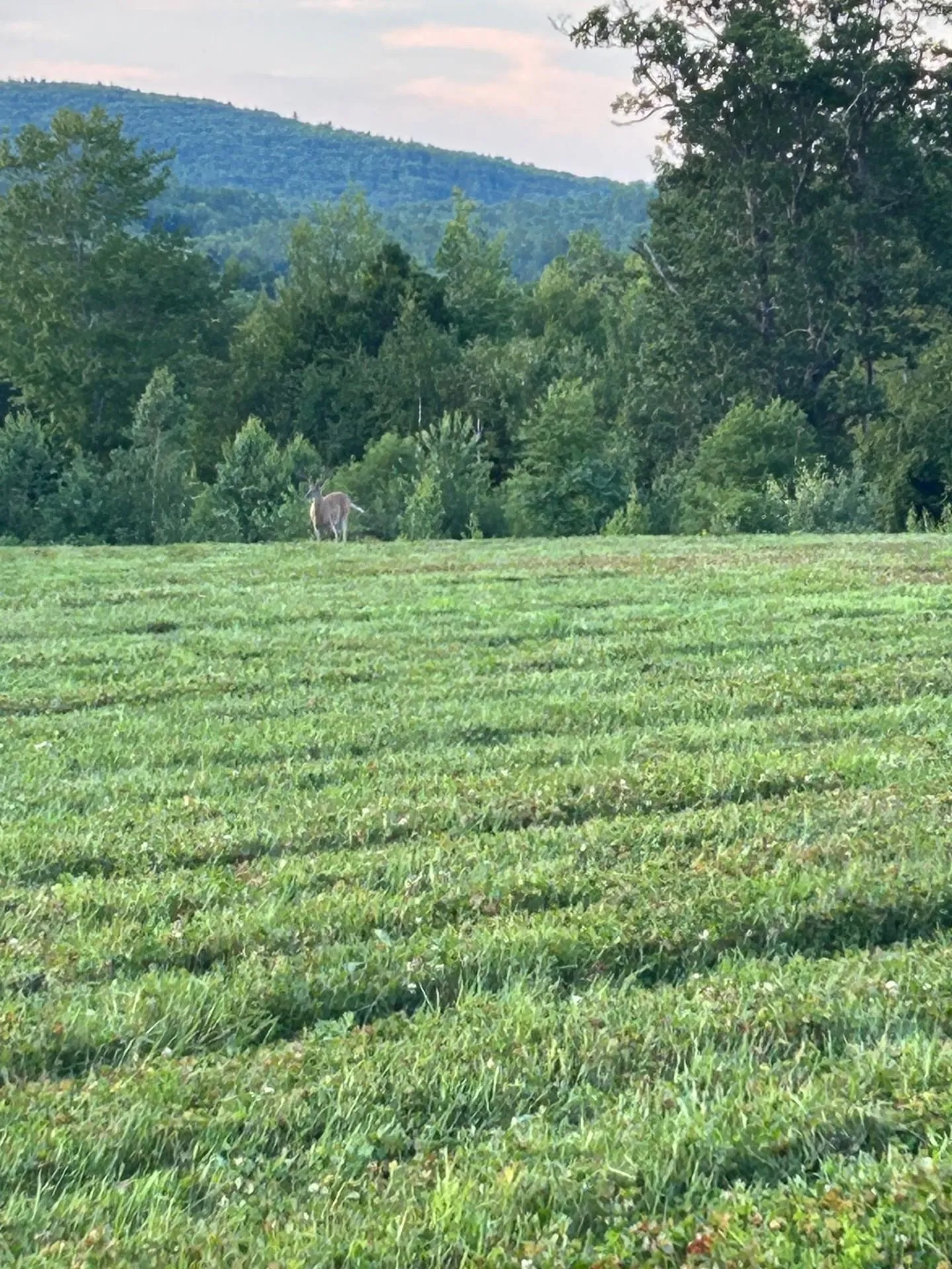 Map 7 Lot 1, 298 Battle Street Webster NH 03303