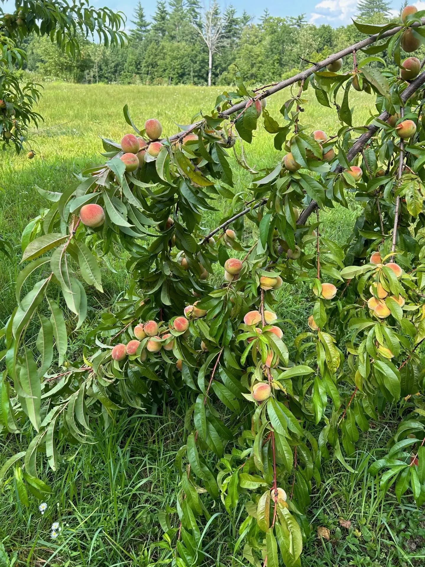 Map 7 Lot 1, 298 Battle Street Webster NH 03303