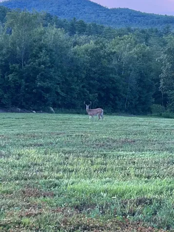 Map 7 Lot 1, 298 Battle Street Webster NH 03303