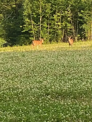 Map 7 Lot 1, 298 Battle Street Webster NH 03303