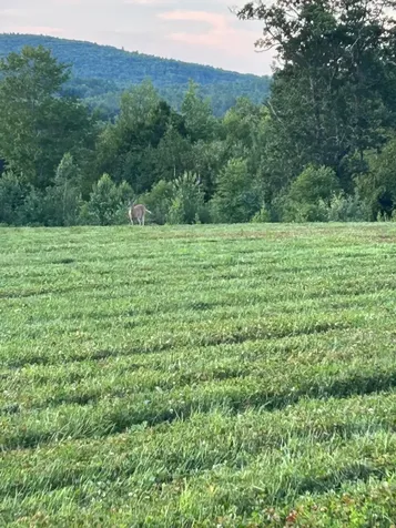 Map 7 Lot 1, 298 Battle Street Webster NH 03303