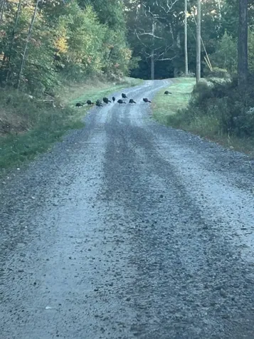 Map 7 Lot 1, 298 Battle Street Webster NH 03303