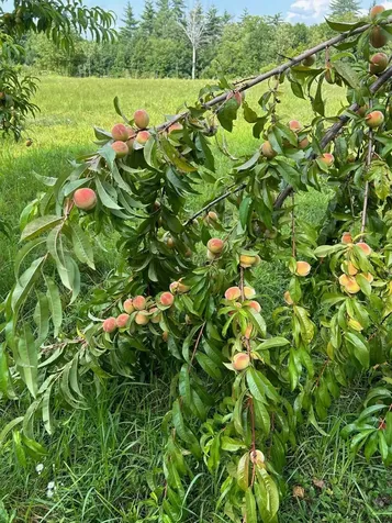 Map 7 Lot 1, 298 Battle Street Webster NH 03303