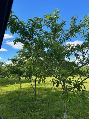 Map 7 Lot 1, 298 Battle Street Webster NH 03303