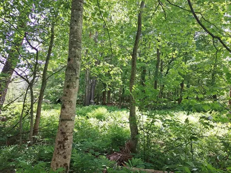 Bumps Intervale Road Campton NH 03223