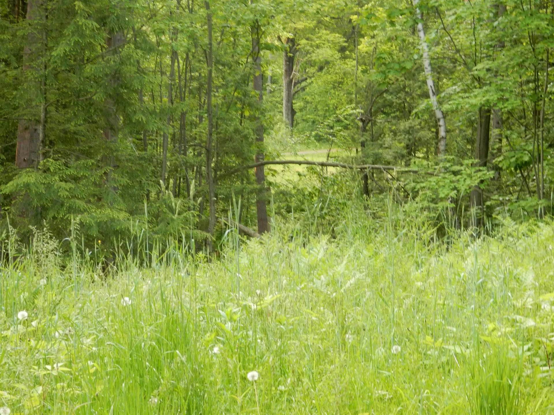 00 Pine Street Newport City VT 05855