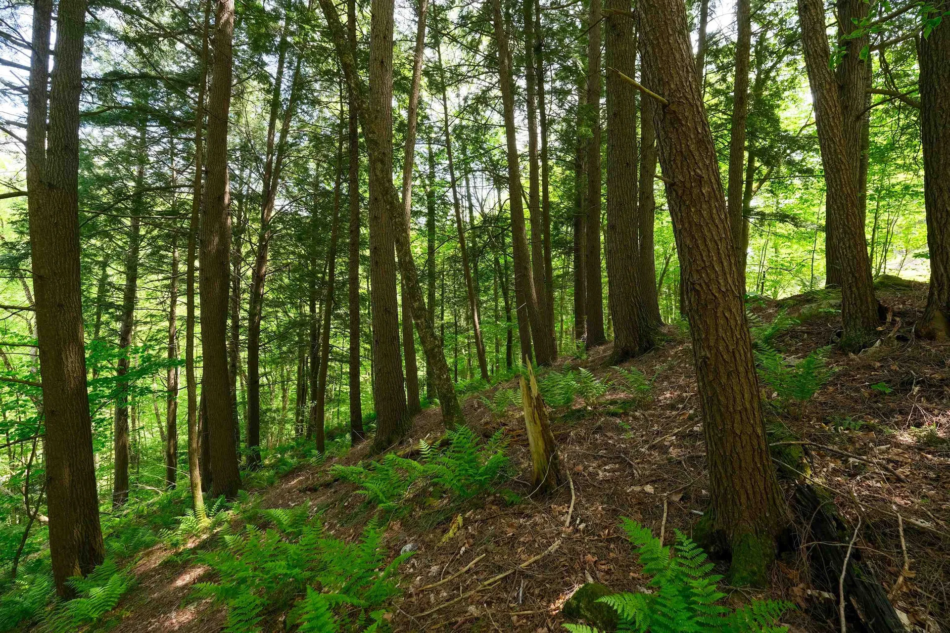 0 Crimson Hawk Road Plymouth VT 05056