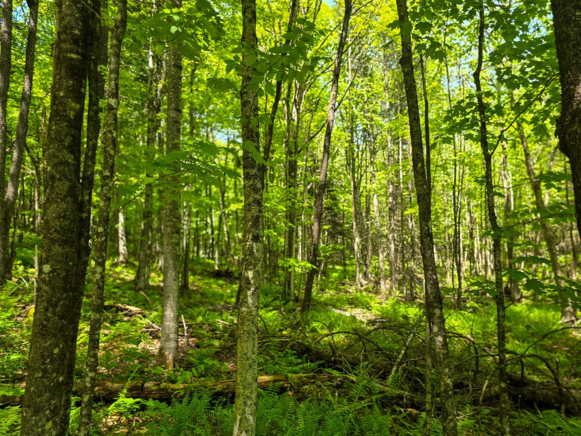 150 Spur Road Bloomfield VT 05905