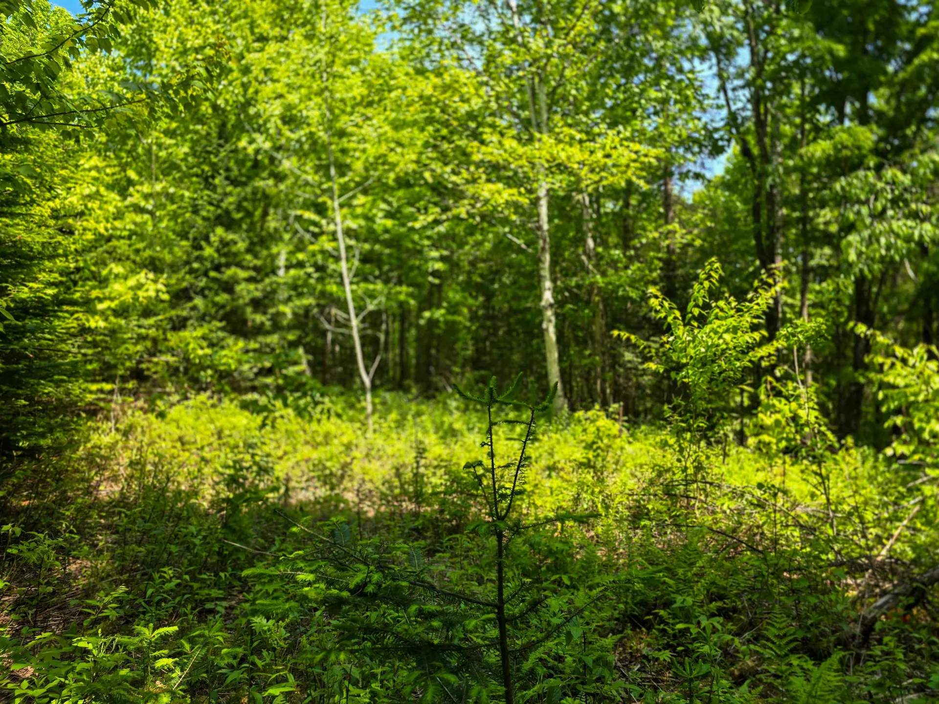 150 Spur Road Bloomfield VT 05905