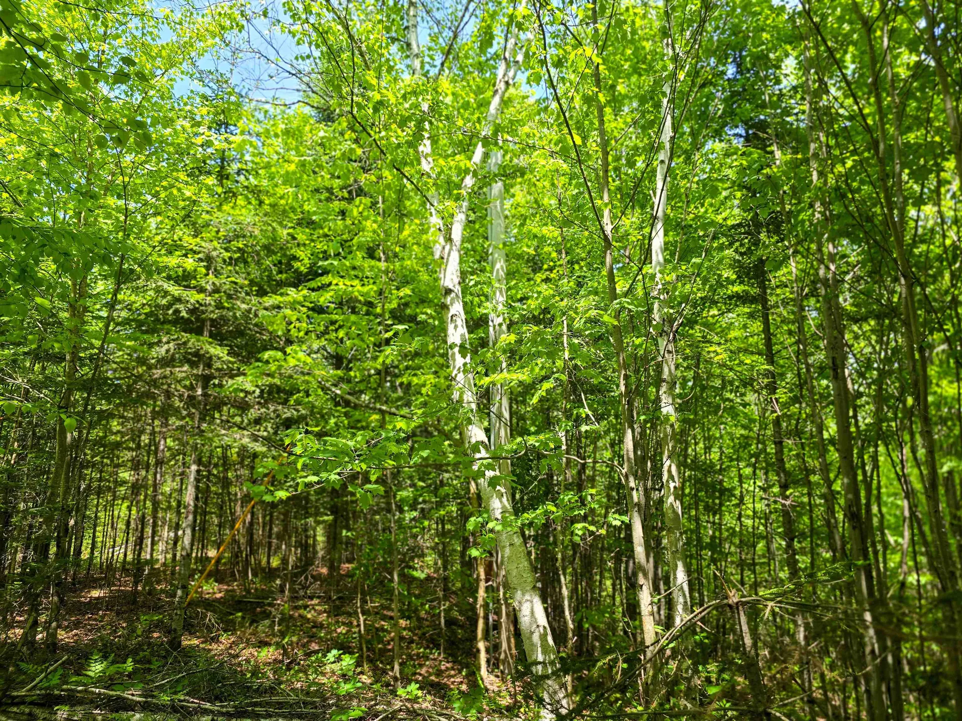 150 Spur Road Bloomfield VT 05905