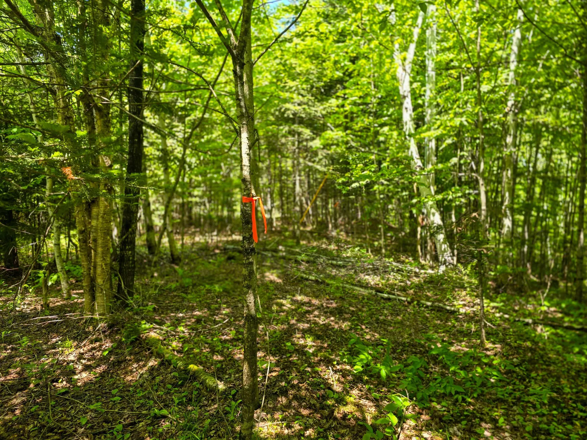 150 Spur Road Bloomfield VT 05905