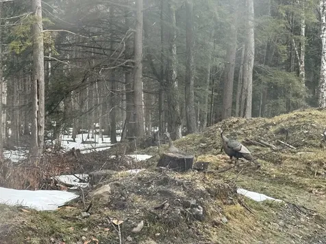 1307 Devlin Road Duxbury VT 05676