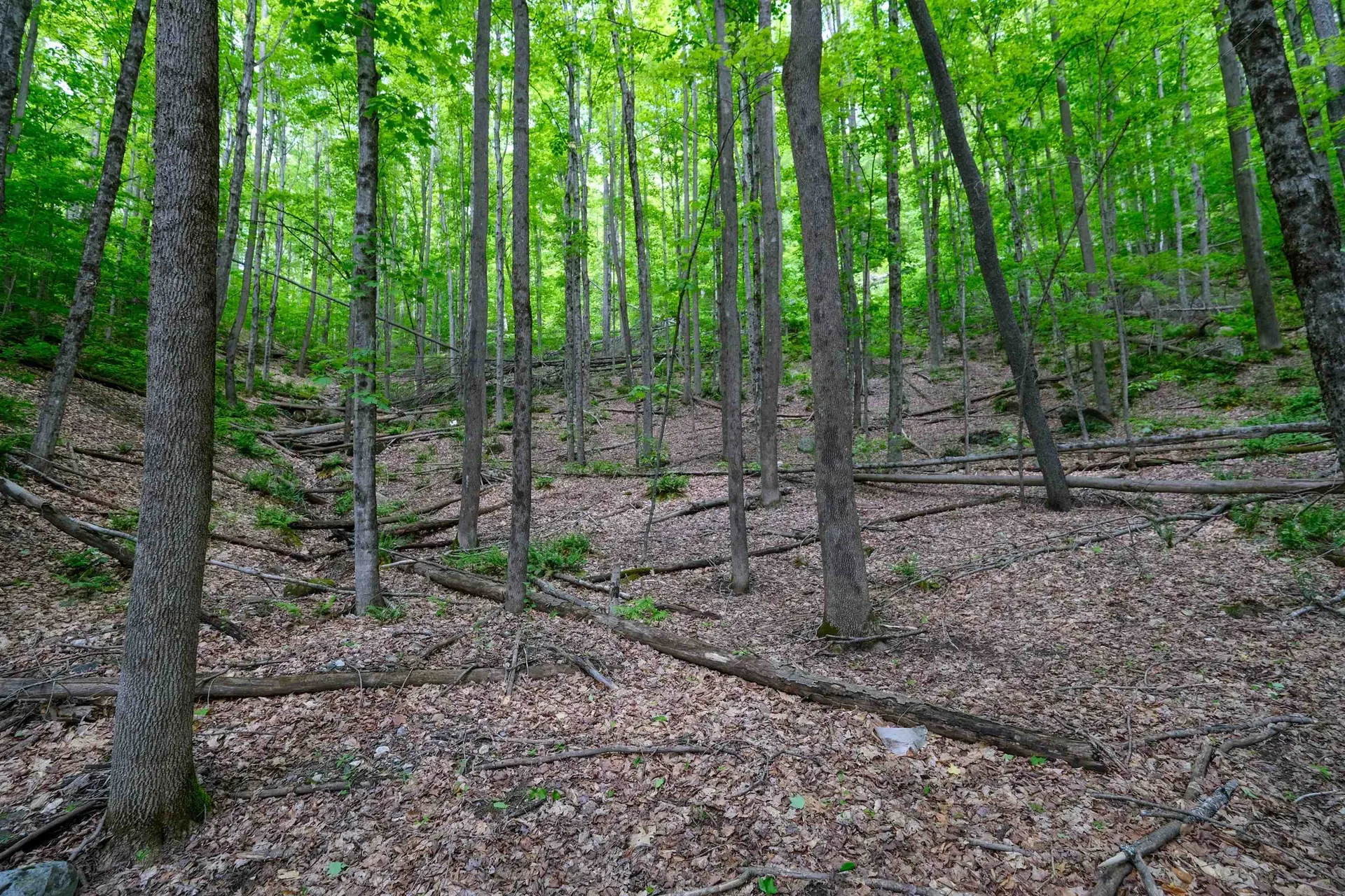 0 East Ash Road Plymouth VT 05056