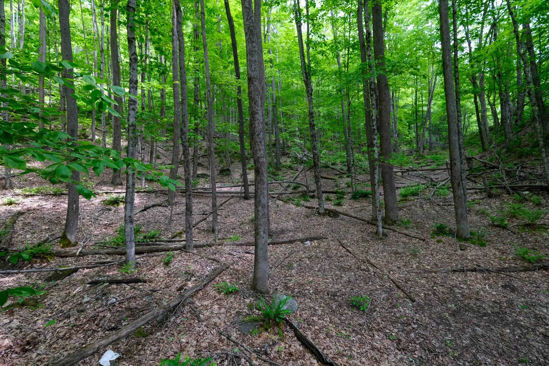 0 East Ash Road Plymouth VT 05056