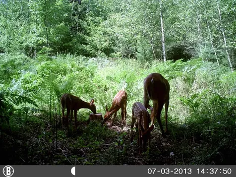 50 Milford Avenue Freedom NH 03836