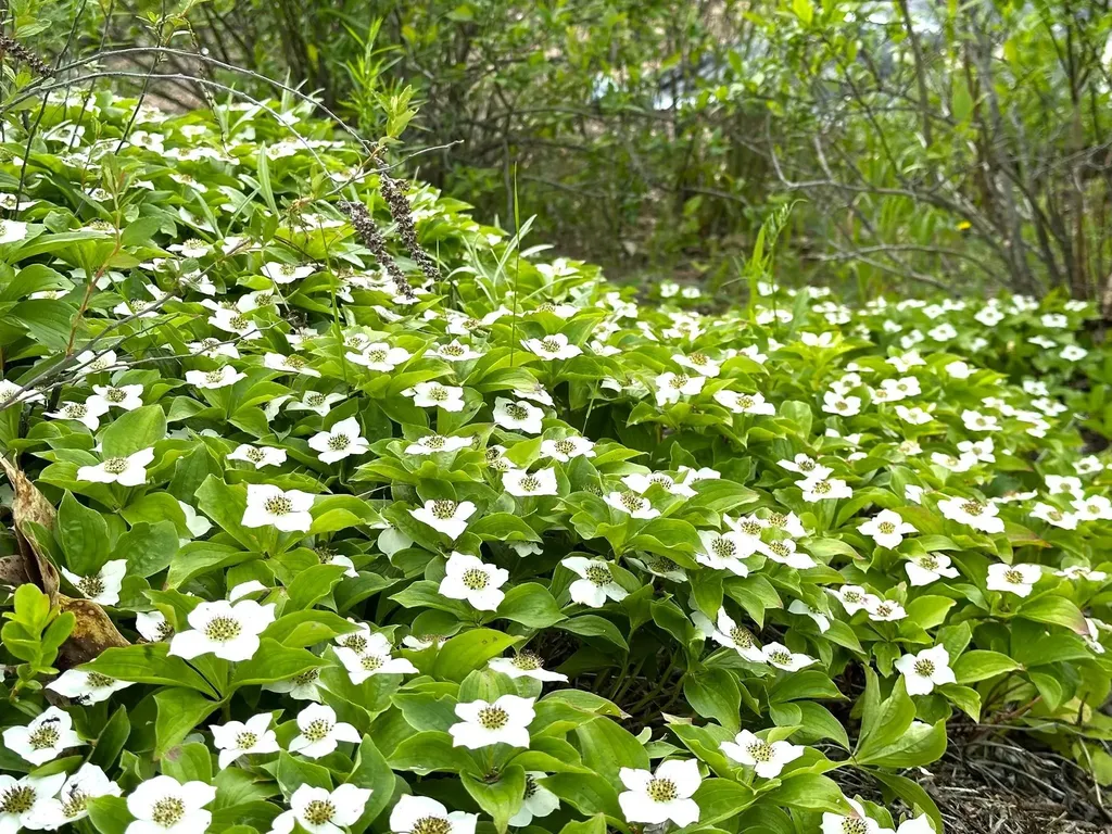 491 Taylor Road Greensboro VT 05842