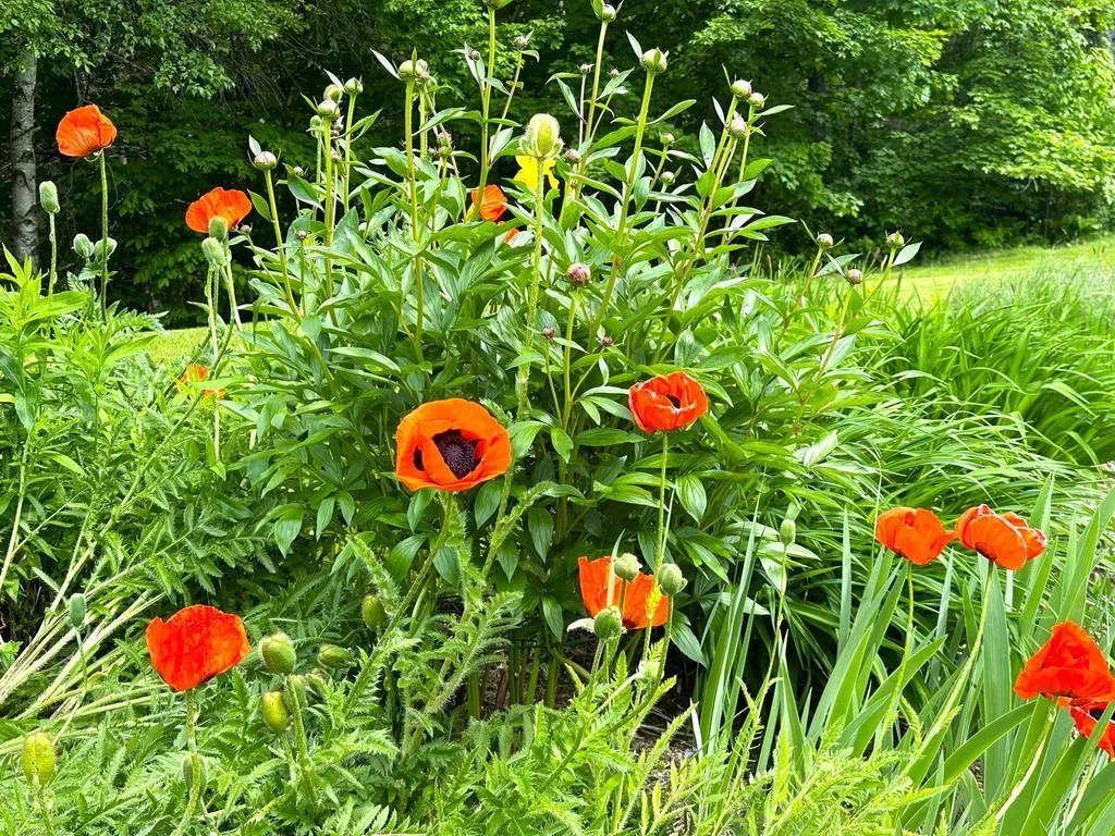 491 Taylor Road Greensboro VT 05842