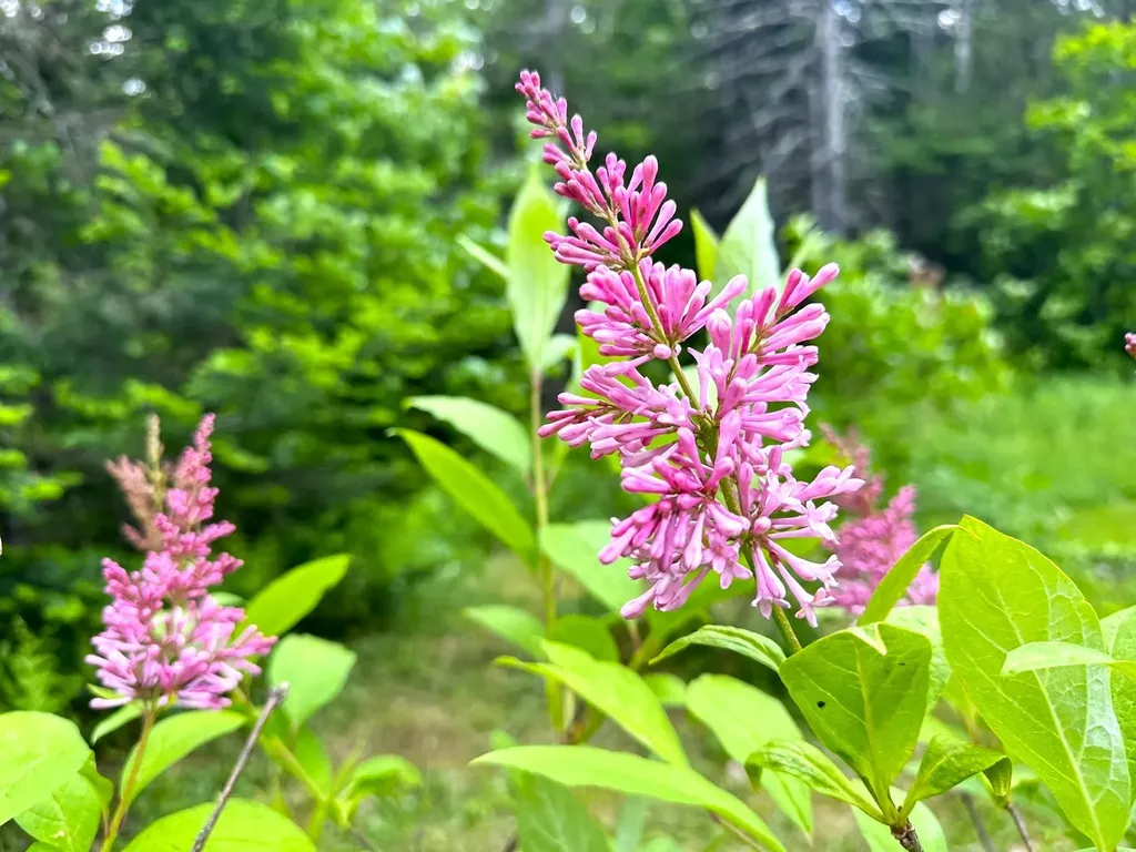 491 Taylor Road Greensboro VT 05842