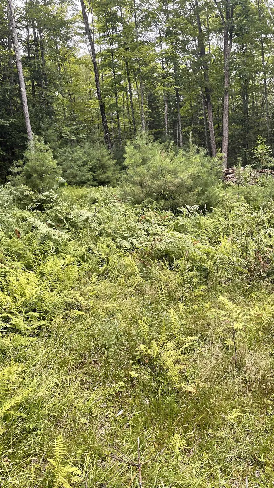 961 Maple Street Bethlehem NH 03574